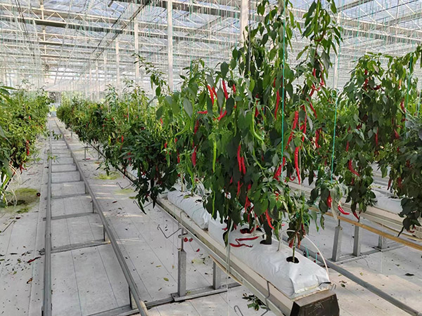 蘇州無土栽培辣椒種植