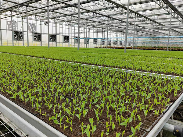 蘇州無土栽培育苗培育